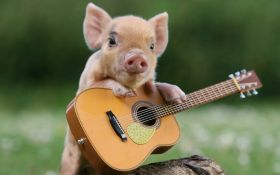 Swinia 016 Pig, Gitara, Humor