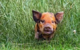 Swinia 019 Pig, Trawa