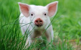 Swinia 021 Pig, Trawa