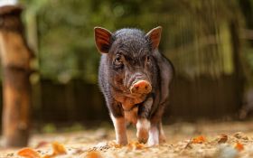 Swinia 022 Pig