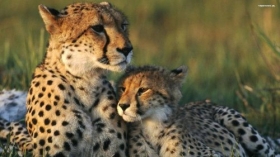 Gepard 023