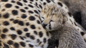 Gepard 031
