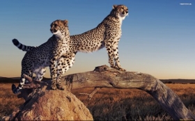 Gepard 035