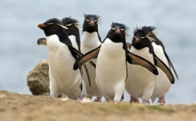 Animals 1920x1200 023 pingwiny